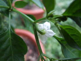 [Annuum China]