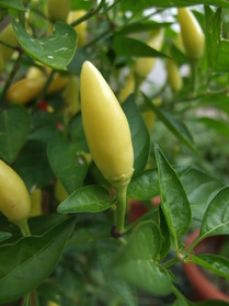 [Annuum China]
