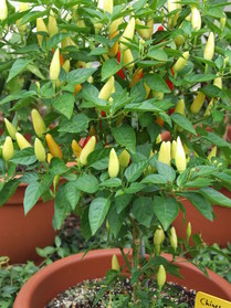 [Annuum China]