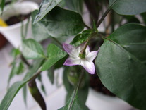 [Annuum1]