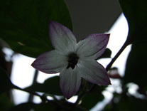 [Annuum1]