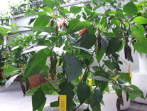 [Annuum1]