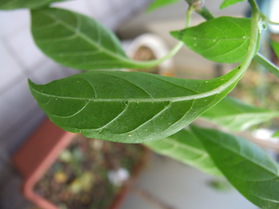 [Assam]