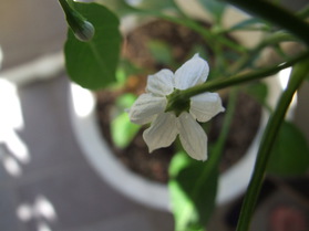 [Assam]