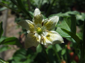 [Azorenchili]