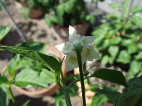 [Azorenchili]