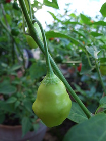 [Azorenchili]
