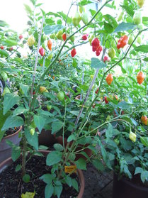 [Azorenchili]