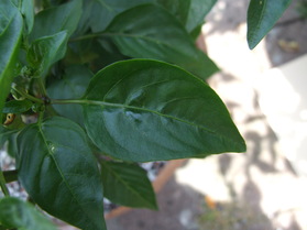 [Bastard Fatalii]