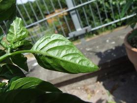 [Bastard Fatalii]