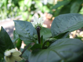 [Bastard Fatalii]