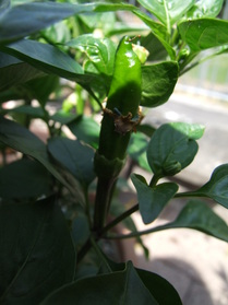 [Bastard Fatalii]