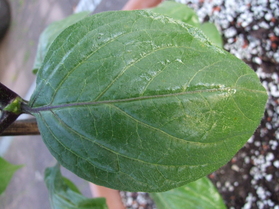 [Baumchili]