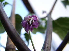 [Baumchili]