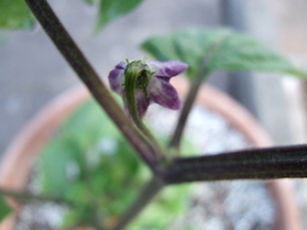 [Baumchili]