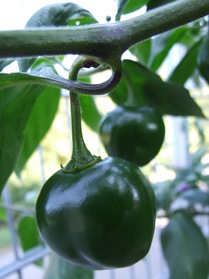 [Baumchili]