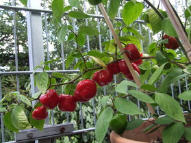 [Baumchili]