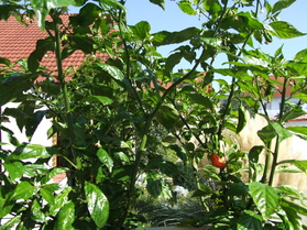 [Bhut Jolokia]
