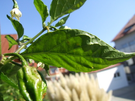 [Bhut Jolokia]