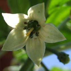 [Bhut Jolokia]