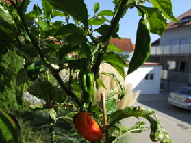 [Bhut Jolokia]