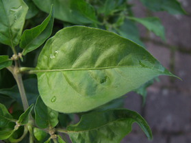 [Black Habanero]