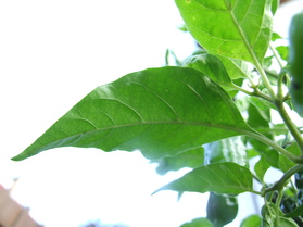 [Black Habanero]