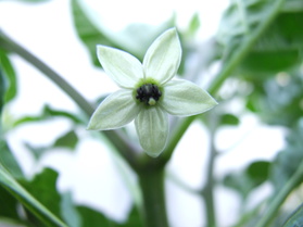 [Black Habanero]