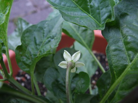 [Black Habanero]