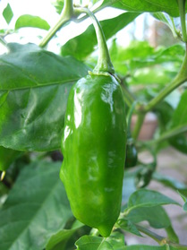 [Black Habanero]