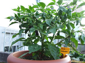 [Black Habanero]