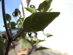 [Black Tepin]
