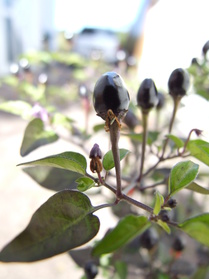 [Black Tepin]