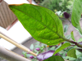 [Bolivian Rainbow]