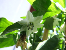[Bulgarian Carrot]