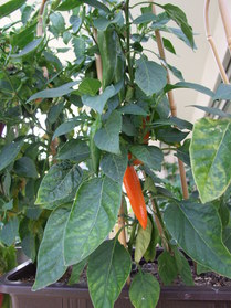 [Bulgarian Carrot]