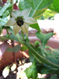 [Burkina Yellow]