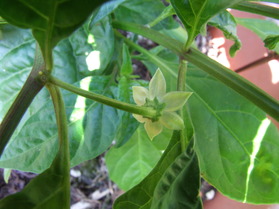 [Burkina Yellow]