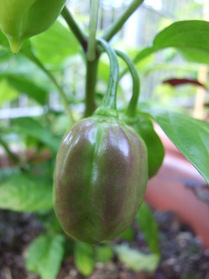 [Burkina Yellow]