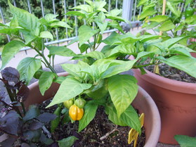 [Burkina Yellow]