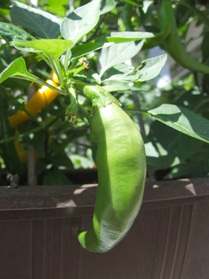[Cayenne Gelb 2]