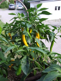 [Cayenne Gelb 2]