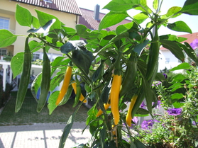 [Cayenne Gelb]