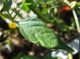 [Cayenne Rot Fatalii]