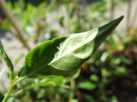 [Cayenne Rot Fatalii]