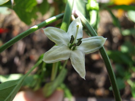 [Cayenne Rot Fatalii]
