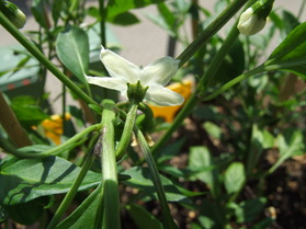 [Cayenne Rot Fatalii]