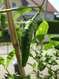 [Cayenne Rot Fatalii]