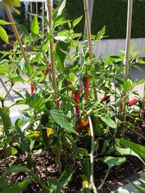 [Cayenne Rot Fatalii]