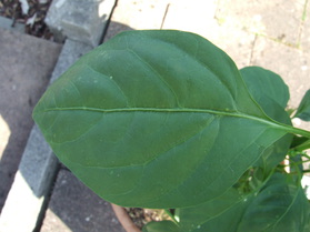 [Cayenne Rot]